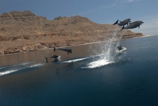 Avistamiento de cetaceos